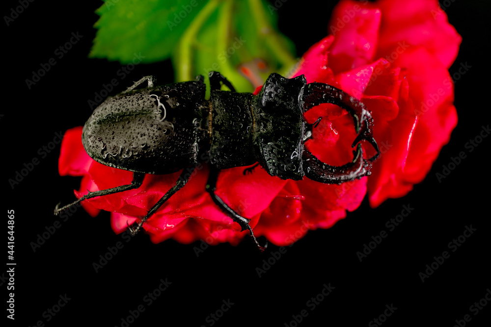 Large male stag-beetle with branched jaws sitting on a red rose close up