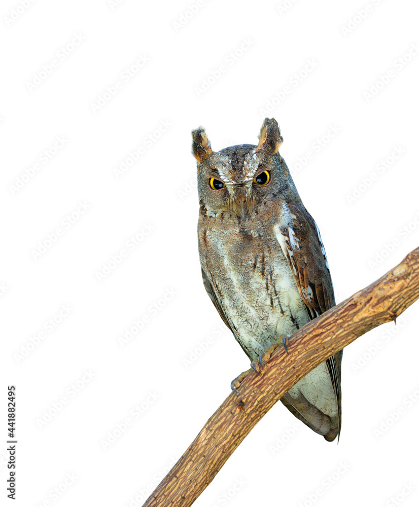 东方Scops Owl（Otus sunia）令人惊叹的猫头鹰，耳朵抬起，栖息在孤立的树枝上