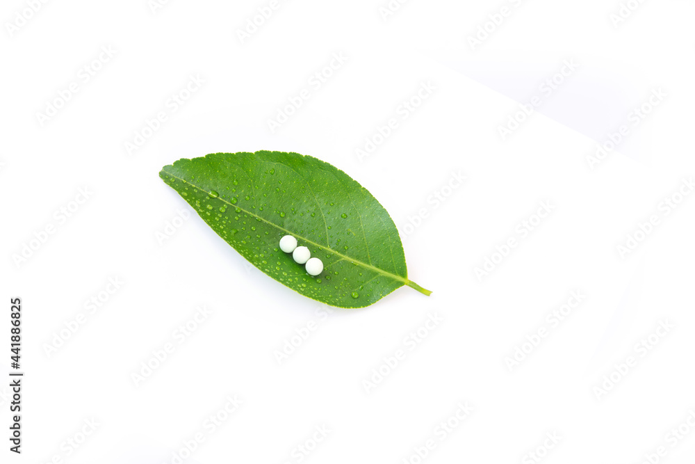 柠檬叶分离在白色背景上，新鲜的绿叶。有昆虫卵。
