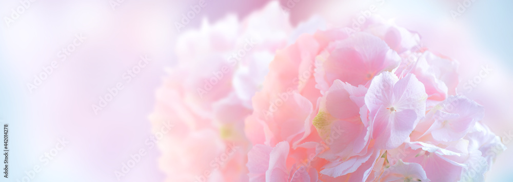 绣球花粉色花朵特写。美丽的柔和颜色Hortensia艺术设计。美丽的粉色绣球花