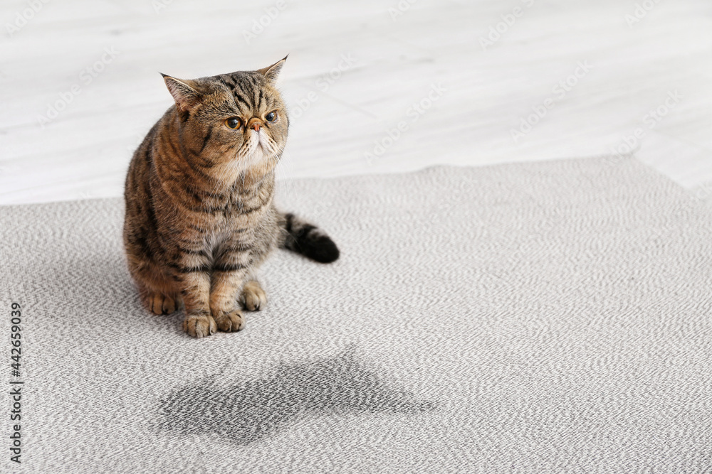 可爱的猫靠近地毯上的湿点