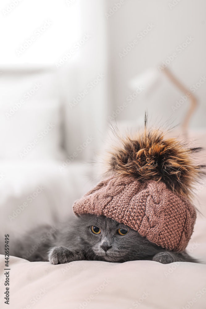 家里戴着暖帽子的可爱猫