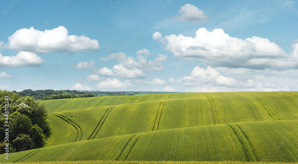 绿色麦田，农机痕迹