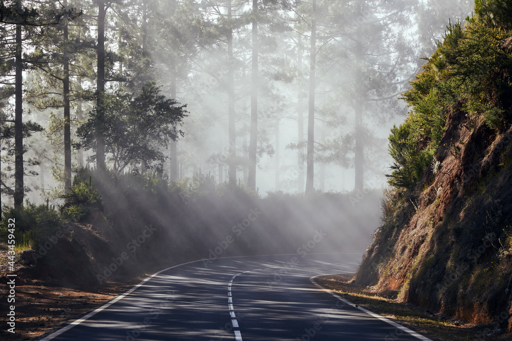 雾中的阳光。沥青路穿过西班牙加那利群岛特内里费岛雾蒙蒙的森林。