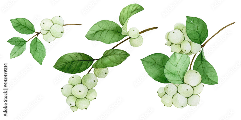 水彩画套装植物雪浆果。树枝、树叶和浆果雪浆果孤立在白色的浆果上