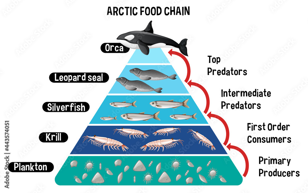 北极教育食物链示意图