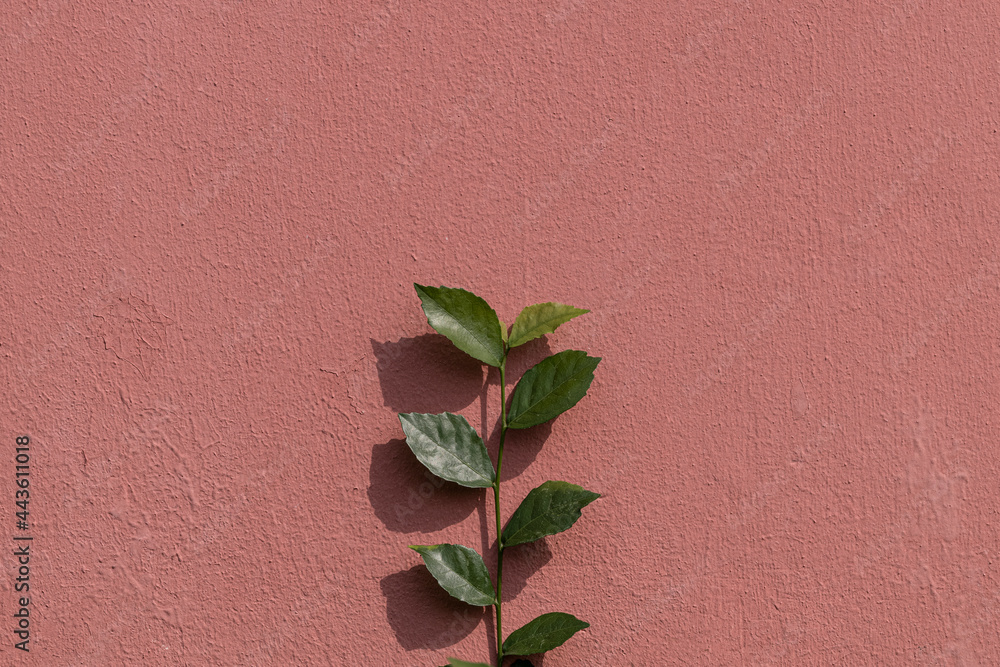 自然光背景下彩绘砖墙上的绿色植物枝条