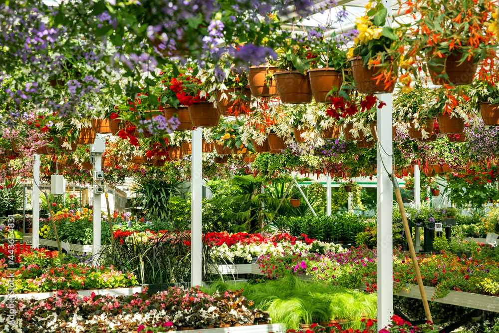 花园中心温室，出售五颜六色的花朵和观赏植物