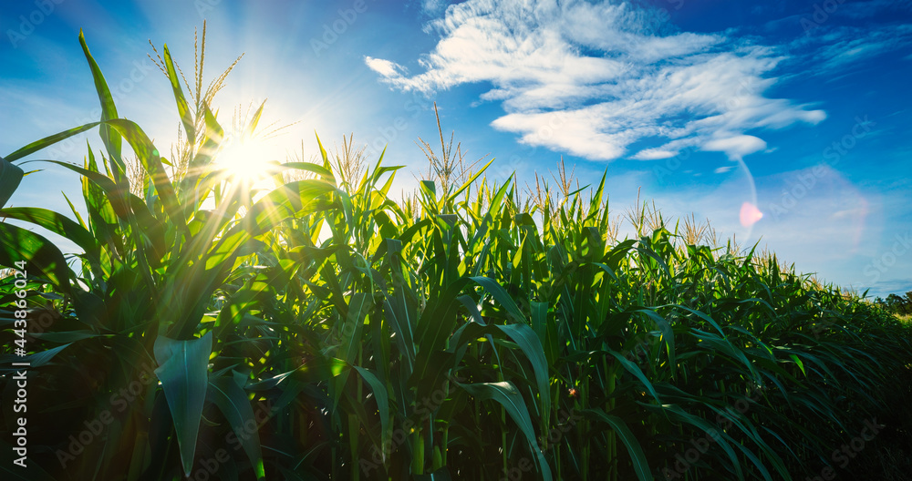 Maize or corn on agricultural field with sunshine on blue sky