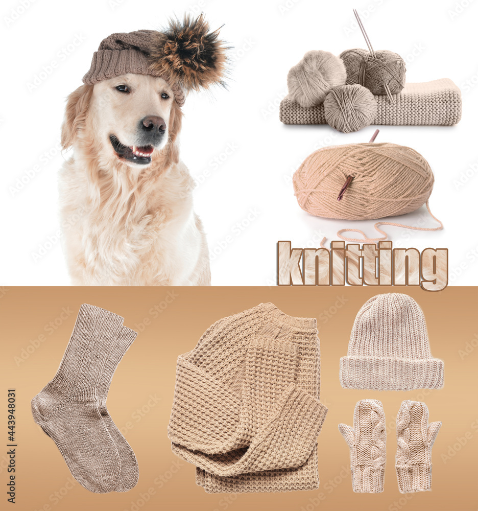 白色背景下戴着温暖帽子的可爱狗狗。供暖季节的概念