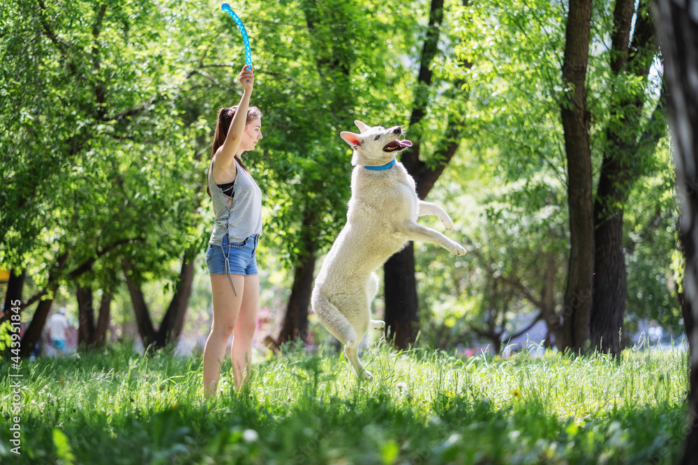 主人在公园里和一只白狗玩耍。快乐的狗跳到草地上，试图抓住它。