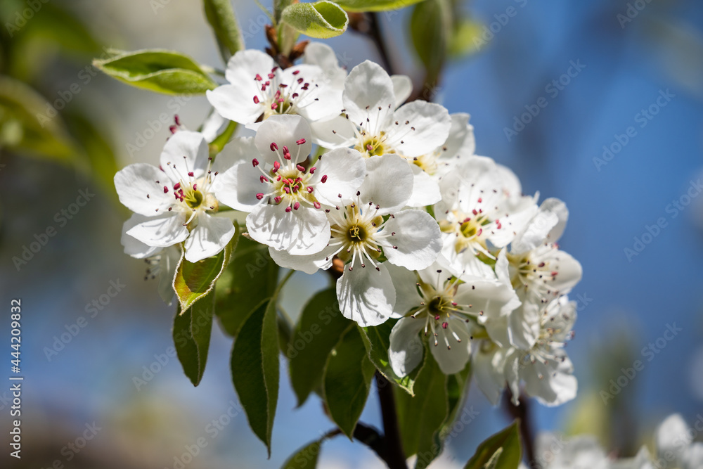 蓝天背景下的苹果树花朵特写。美丽的春日。春花