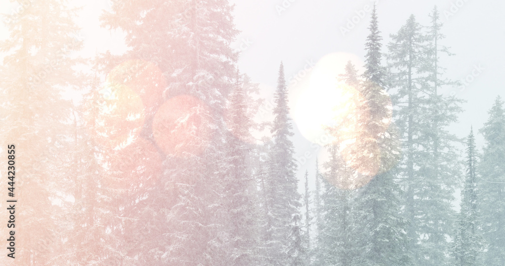 冬季风景景观图片，亮点山和被雪覆盖的冷杉树