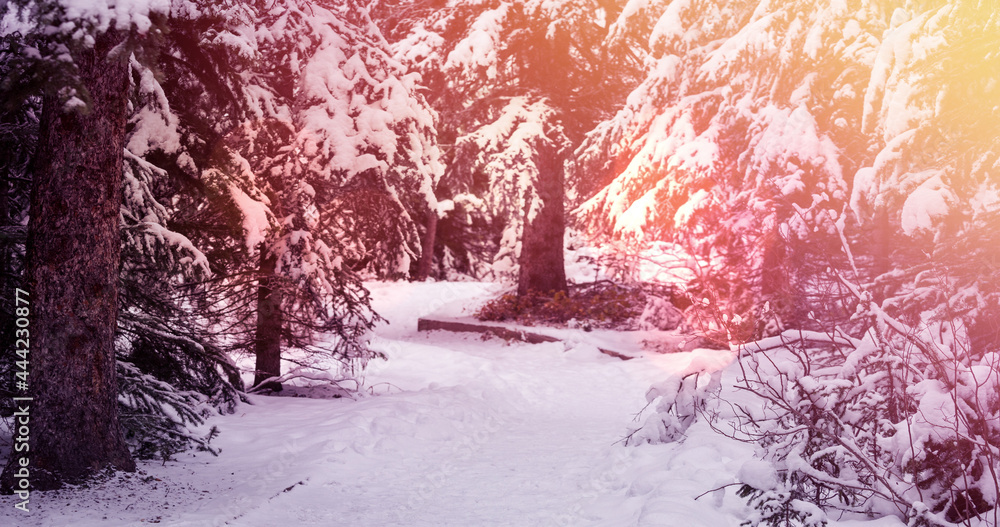 亮点和被雪覆盖的冷杉树的冬季风景景观图像