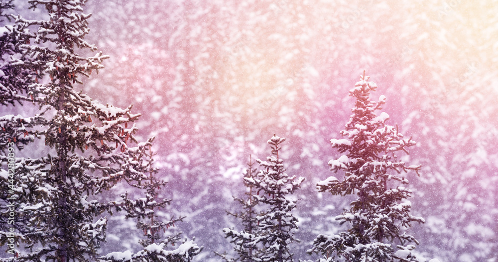 亮点和被雪覆盖的冷杉树的冬季风景景观图像