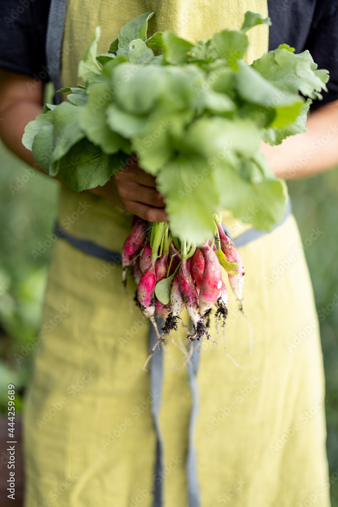 女人手里拿着新鲜的萝卜，就像家里花园里的花束。健康的有机食品，蔬菜