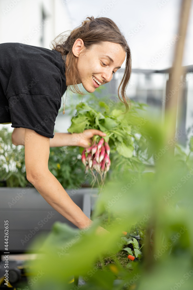 妇女在自家阳台花园里收获萝卜。健康的有机食品、蔬菜、农业等