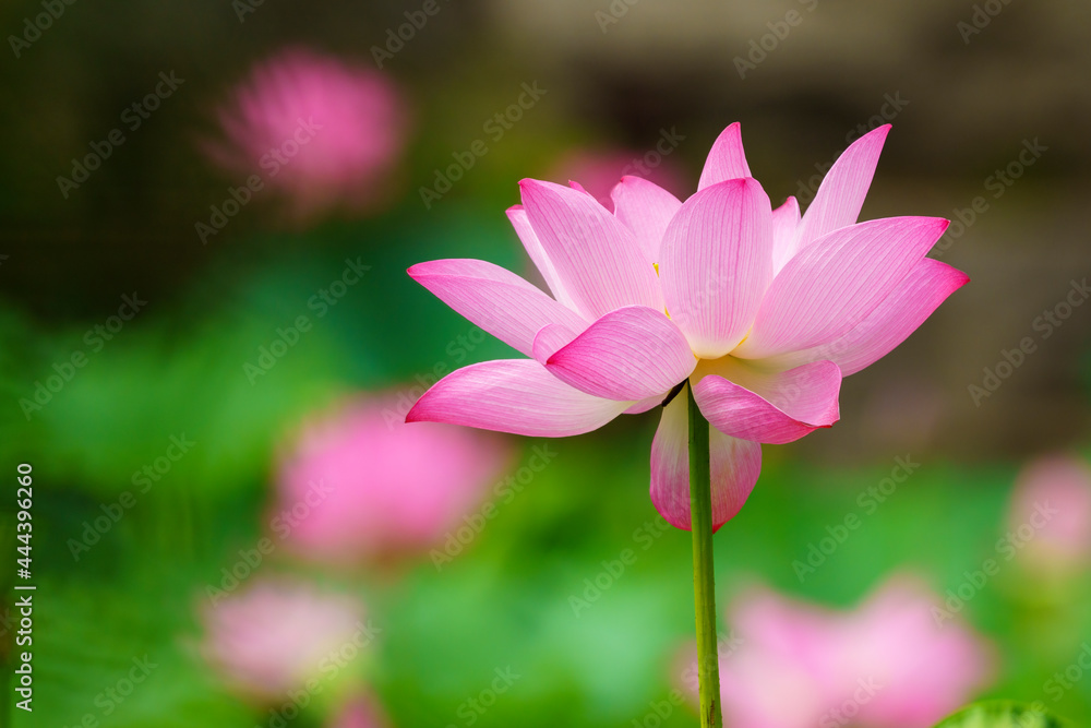 夏日池塘中的粉色莲花