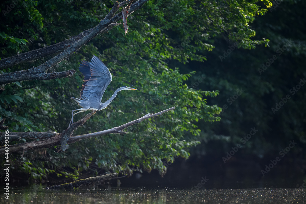 野生灰鹭，有长腿和喙，树枝上背景是模糊的绿色水