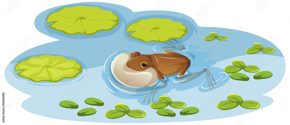 A frog on lotus leaf in the water