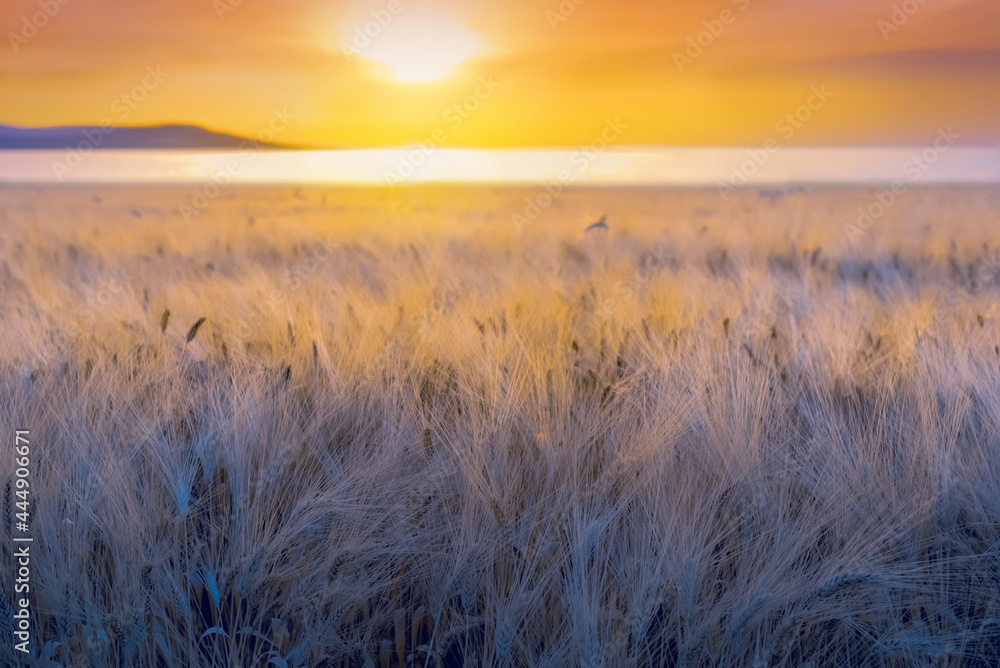 日落时分，田野里长着毛茸茸的长胡子的成熟大麦穗特写