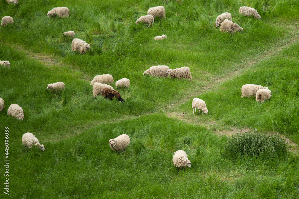 十字路口上的一群绵羊