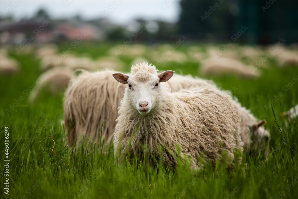 羊群中的羊看着镜头