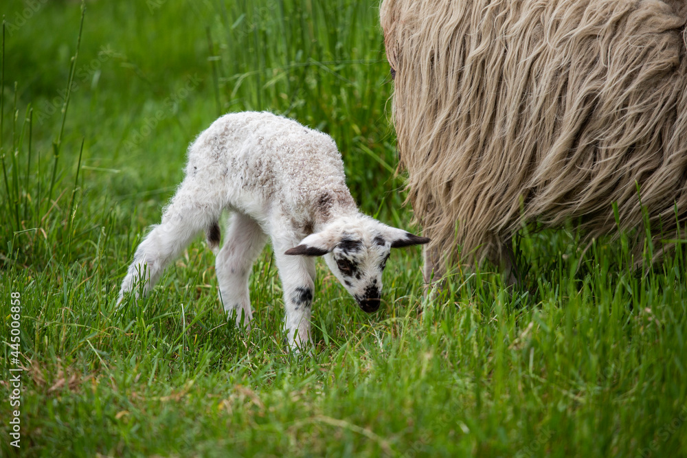可爱的小羊羔站在年长的羊后面