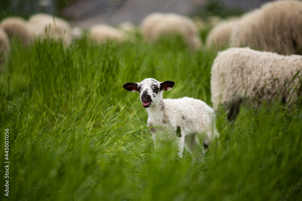 草地上年龄较大的绵羊之间的可爱小羊羔