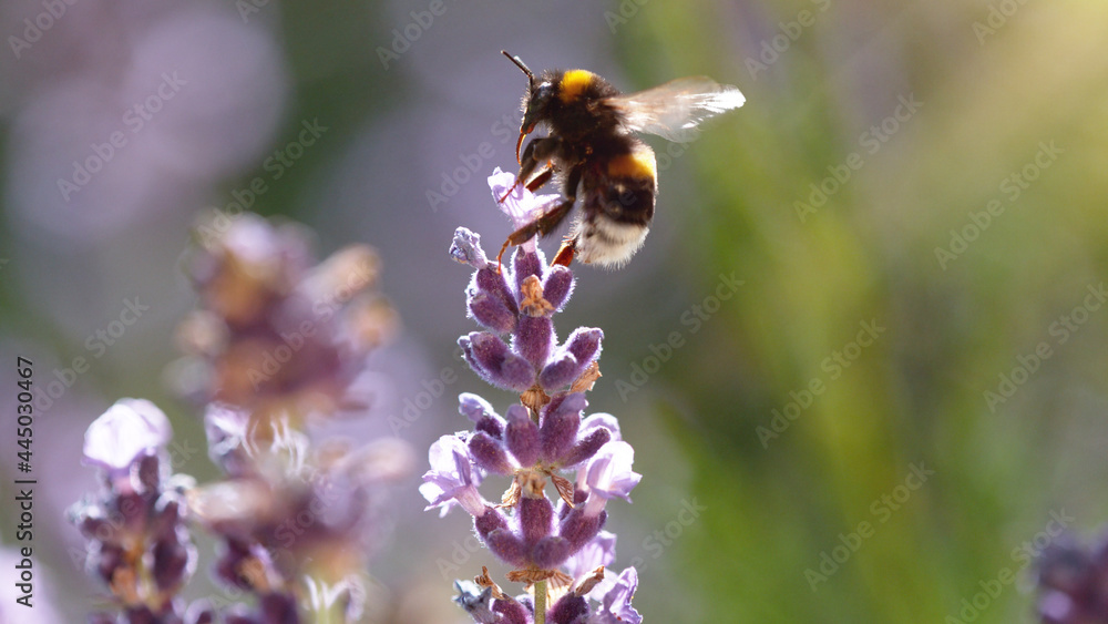 大黄蜂从薰衣草花中采集花粉的细节