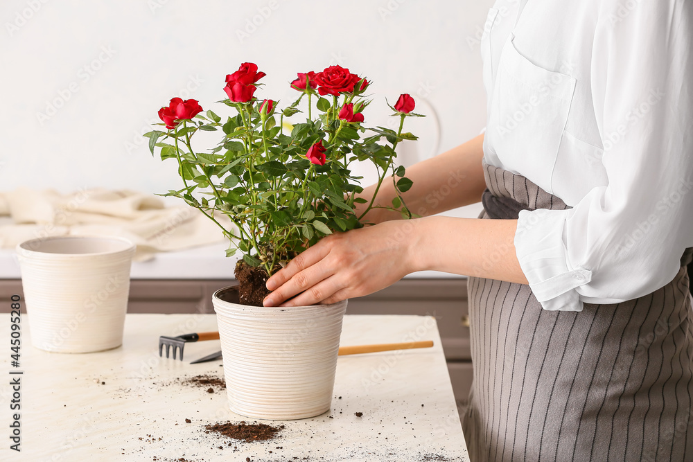 女人在家里重新种植玫瑰