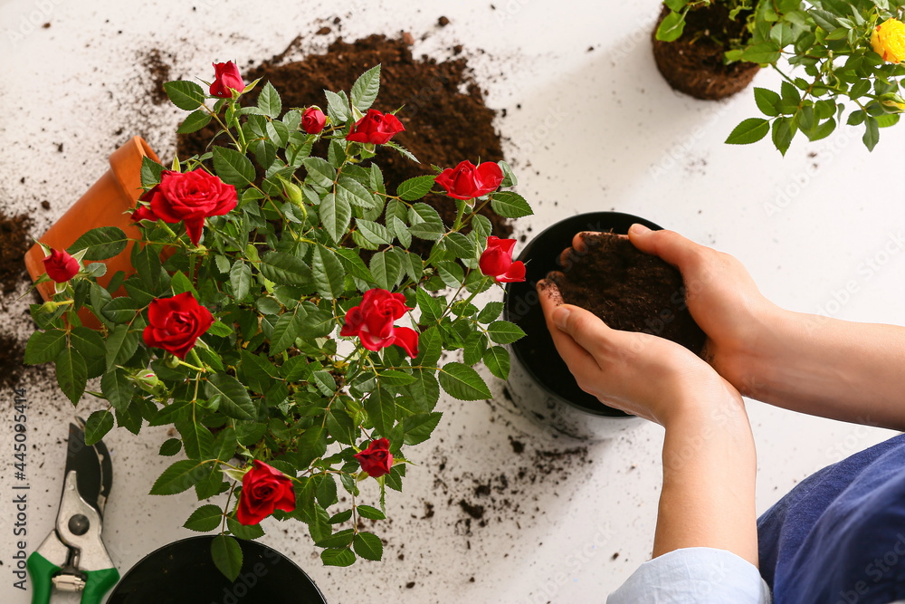 女性在家里重新种植玫瑰