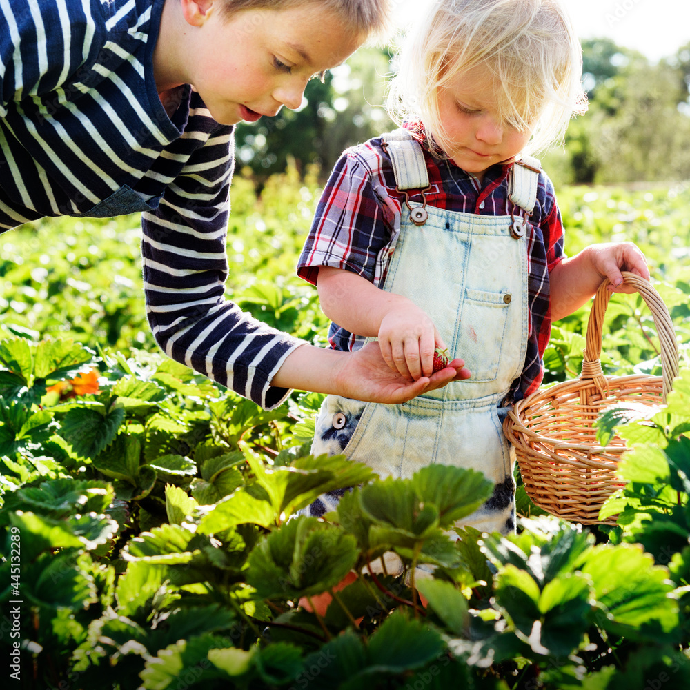 孩子们在农场摘草莓