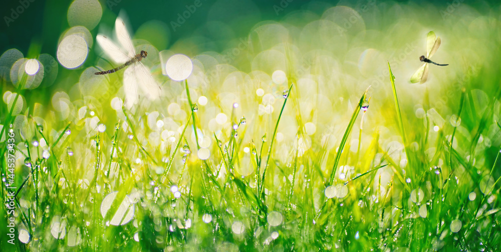 Fresh grass and sparkling drops of morning dew in warm sunlight, with shallow focus and flying drago