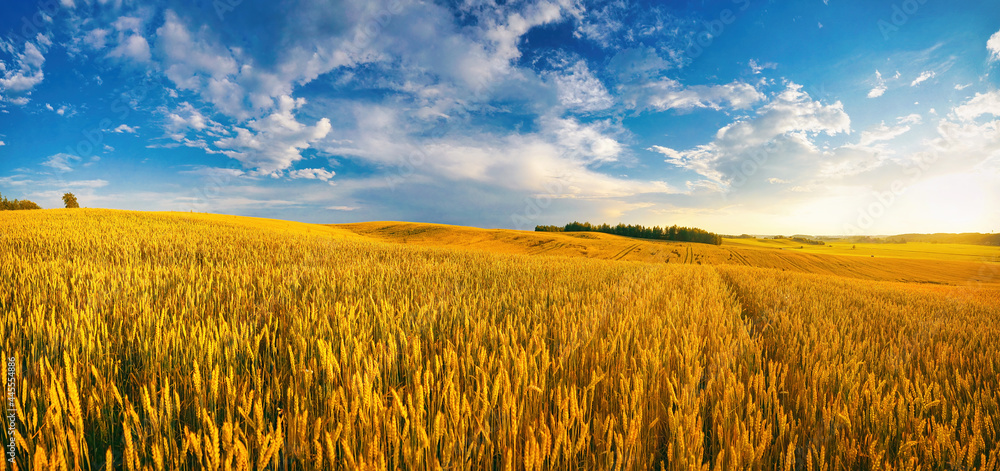 美丽的夏季乡村自然景观，成熟的麦田，温暖的日子里蓝天白云。P