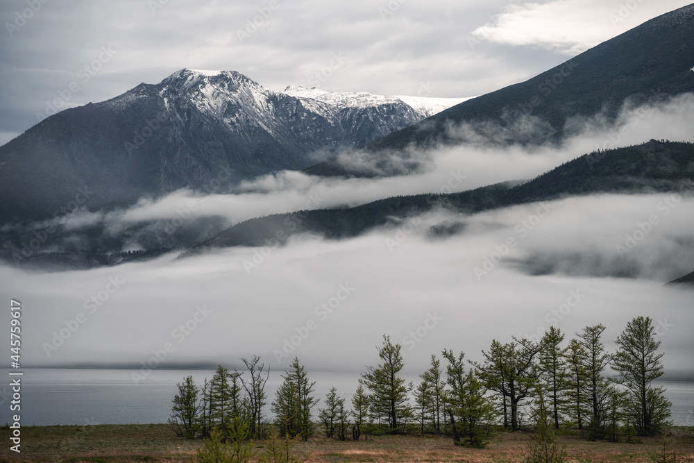 Timelapse of rainy weather in mountains. Misty fog blowing over pine tree forest.