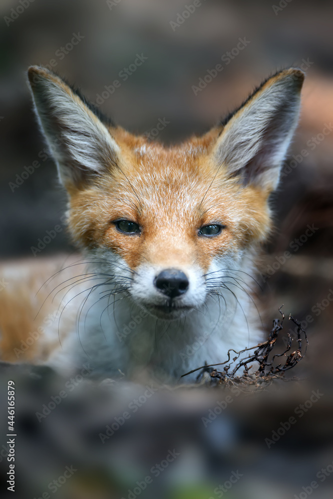 赤狐，森林中的vulpes vulpes。自然环境中的近距离野生捕食者