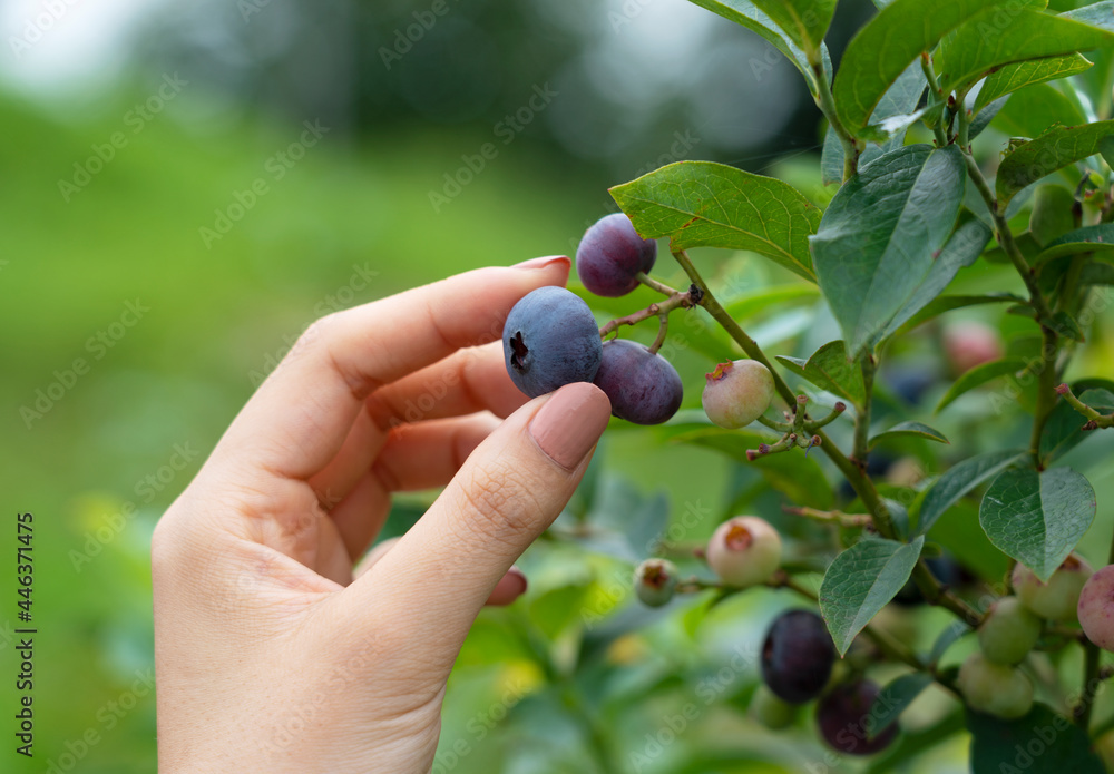 一位女士正在亲手采摘一颗蓝莓。