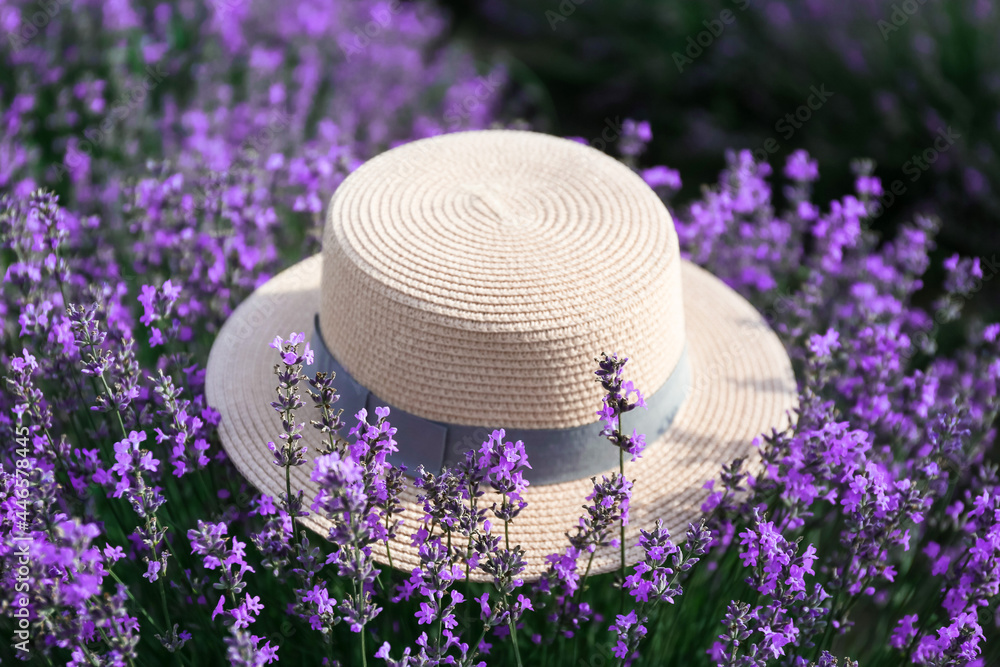 夏日美丽薰衣草田里的草帽
