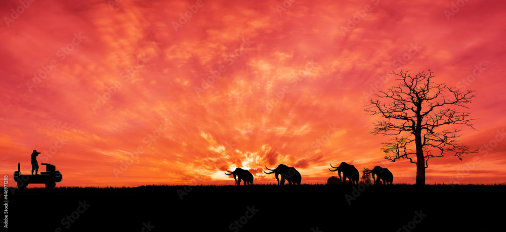 大象野生动物园主题。令人惊叹的日落和日出。大象正步行回家。带着剪影之旅