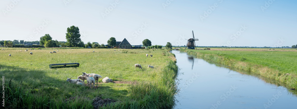 荷兰诺德荷兰省霍恩和阿尔克马尔之间运河和风车附近草地上的绵羊