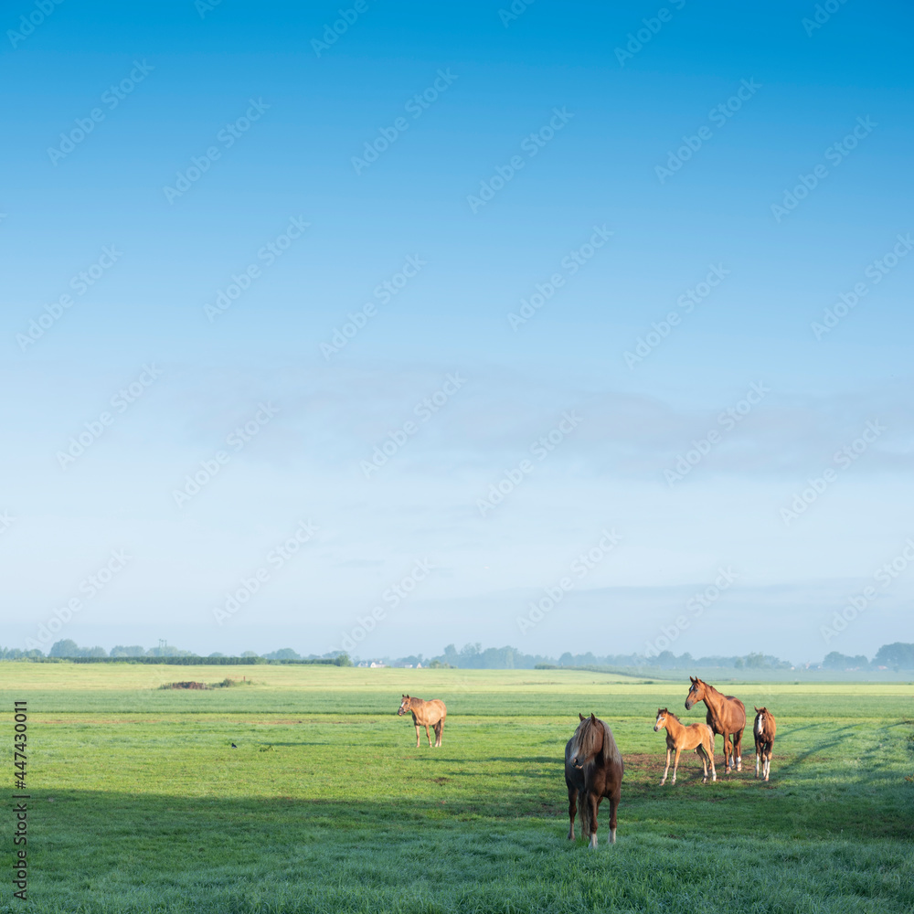 夏日早晨，荷兰蓝天下，绿色草地和远处农场里的马
