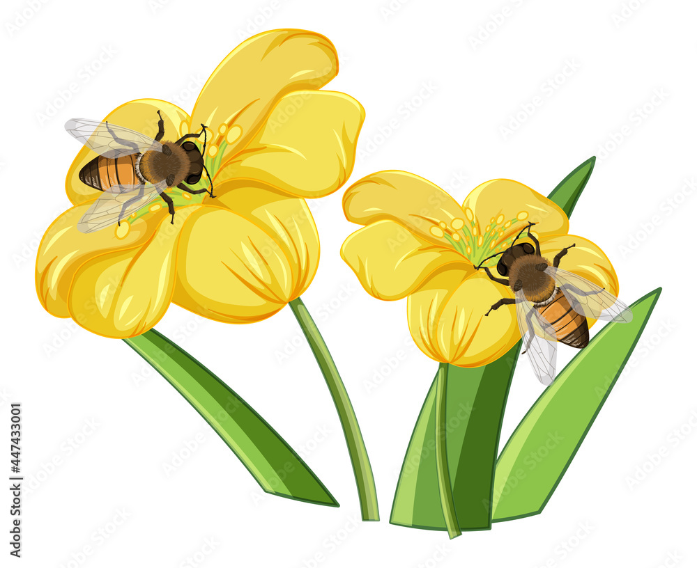 蜜蜂在花朵上的特写