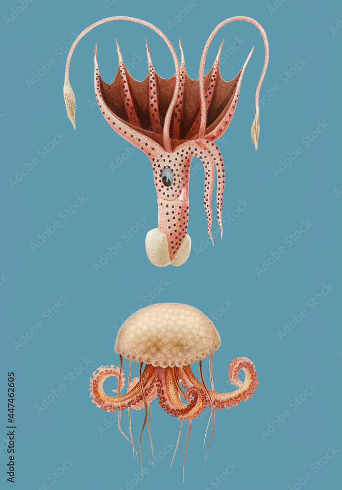 Mauve毒刺水母和鱿鱼的复古插图。