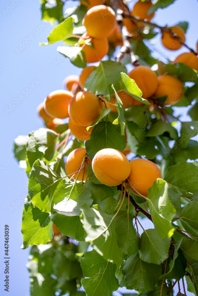 站在树枝上的成熟杏子的特写。