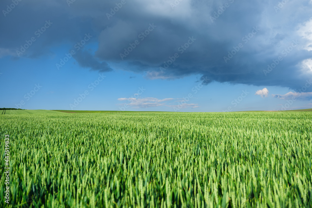 暴风雨前乌云密布的麦田和天空。农业景观。苏中的绿色小麦