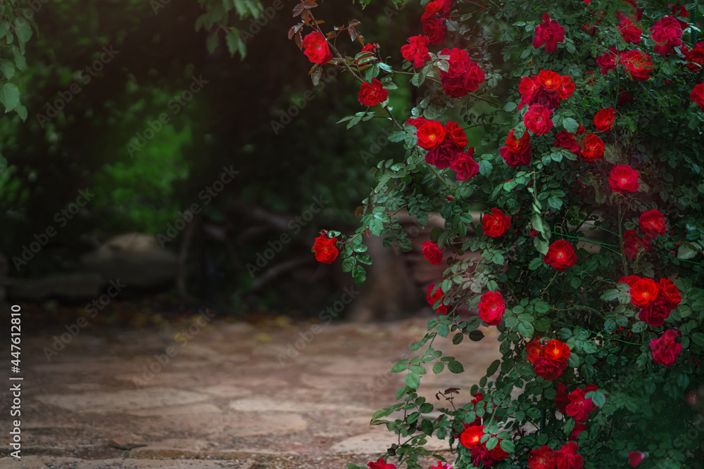 美丽的花园，夏天有盛开的玫瑰花丛