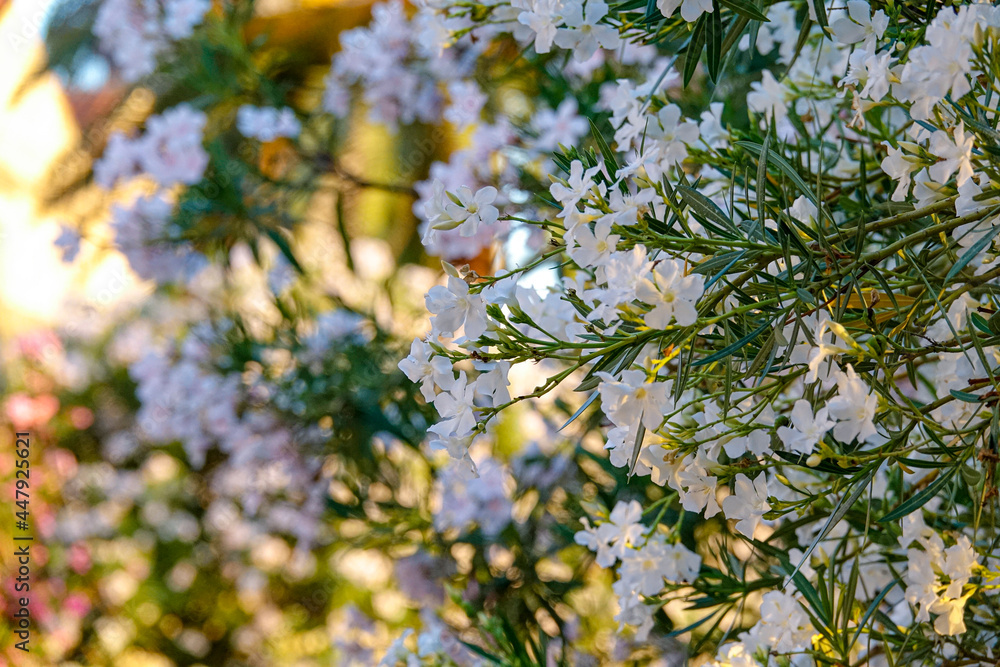 特写：纯白夹竹桃灌木精致花瓣的详细照片。