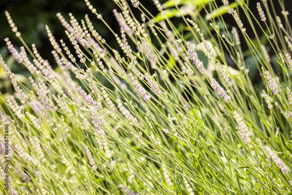 在普罗旺斯的薰衣草、紫色和绿色花朵上选择性模糊，背景为深色