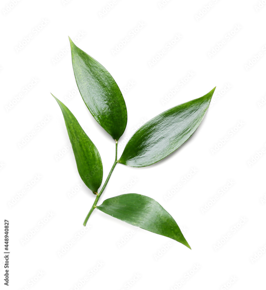 白底绿茶叶